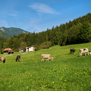 Lenart pri Gornjem Gradu